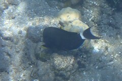 Acanthurus