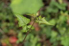 Senecio scandens incisus
