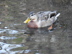 Anas platyrhynchos × zonorhyncha