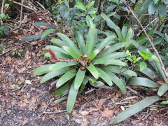 Vriesea platynema