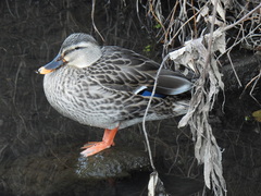 Anas platyrhynchos × zonorhyncha