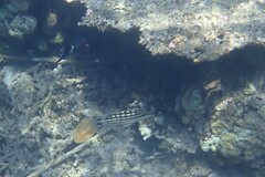 Lutjanus decussatus