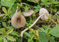 Entoloma lividocyanulum