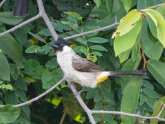 Pycnonotus aurigaster