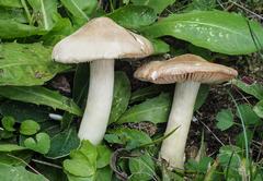 Entoloma prunuloides