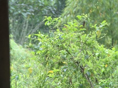Forpus conspicillatus