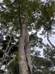 Swietenia macrophylla