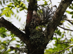 Camptostoma obsoletum