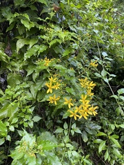 Bidens reptans