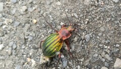 Carabus auronitens