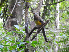 Trogon rufus