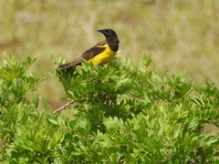 Pseudoleistes guirahuro