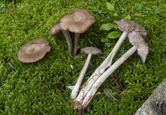 Entoloma elodes