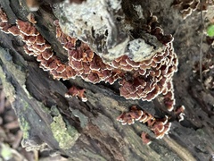 Xylobolus spectabilis