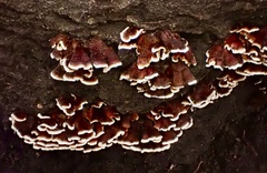 Xylobolus spectabilis