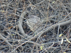 Nycticorax nycticorax nycticorax
