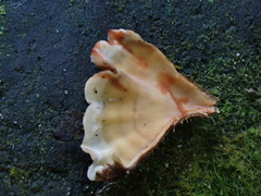 Xylobolus spectabilis