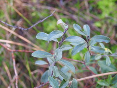 Salix repens argentea