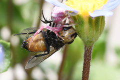 Thomisus citrinellus