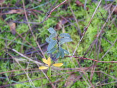 Salix repens argentea