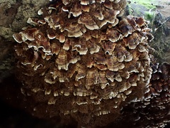 Xylobolus spectabilis