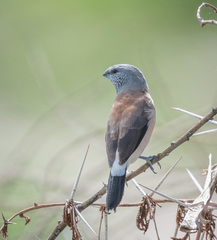 Spermestes griseicapilla