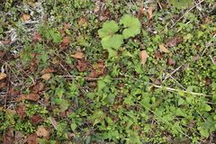 Senecio scandens incisus