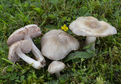 Entoloma prunuloides