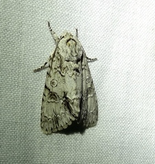 Acronicta
