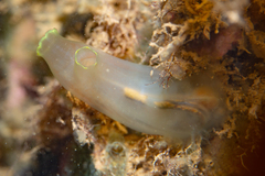Ciona intestinalis