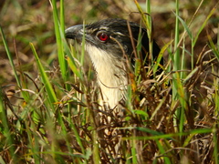 Centropus superciliosus
