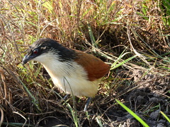 Centropus superciliosus