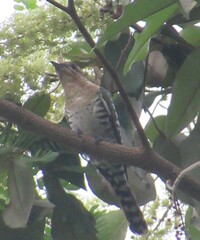 Chrysococcyx caprius