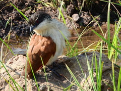 Centropus superciliosus