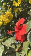 Hibiscus rosa-sinensis