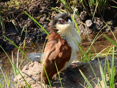Centropus superciliosus