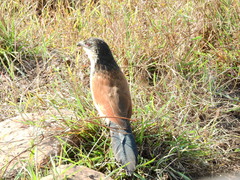 Centropus superciliosus