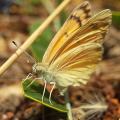 Colotis fausta