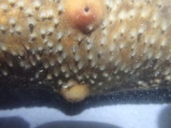 Apostichopus parvimensis