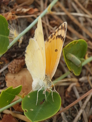 Colotis fausta
