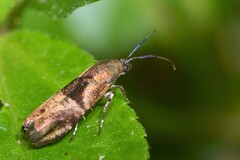 Phycodes taonopa