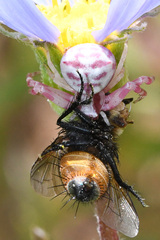 Thomisus citrinellus