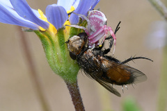 Thomisus citrinellus