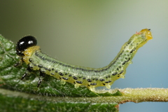 Euura pavida