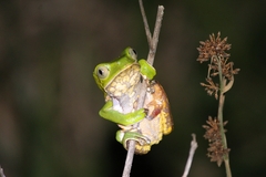 Phyllomedusa burmeisteri