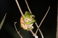 Phyllomedusa burmeisteri