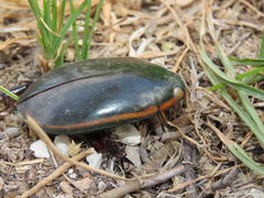 Megadytes