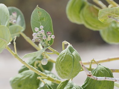 Calotropis procera image