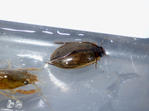 Rhantus erraticus · iNaturalist