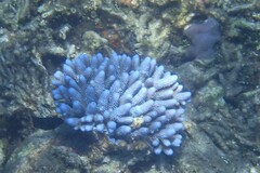 Acropora gemmifera